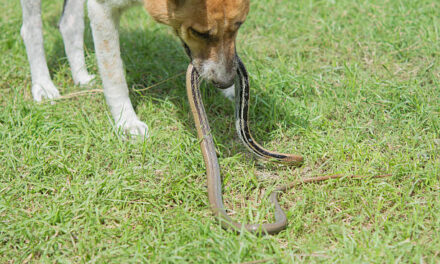 Moenie kyk nie – red jou hond!