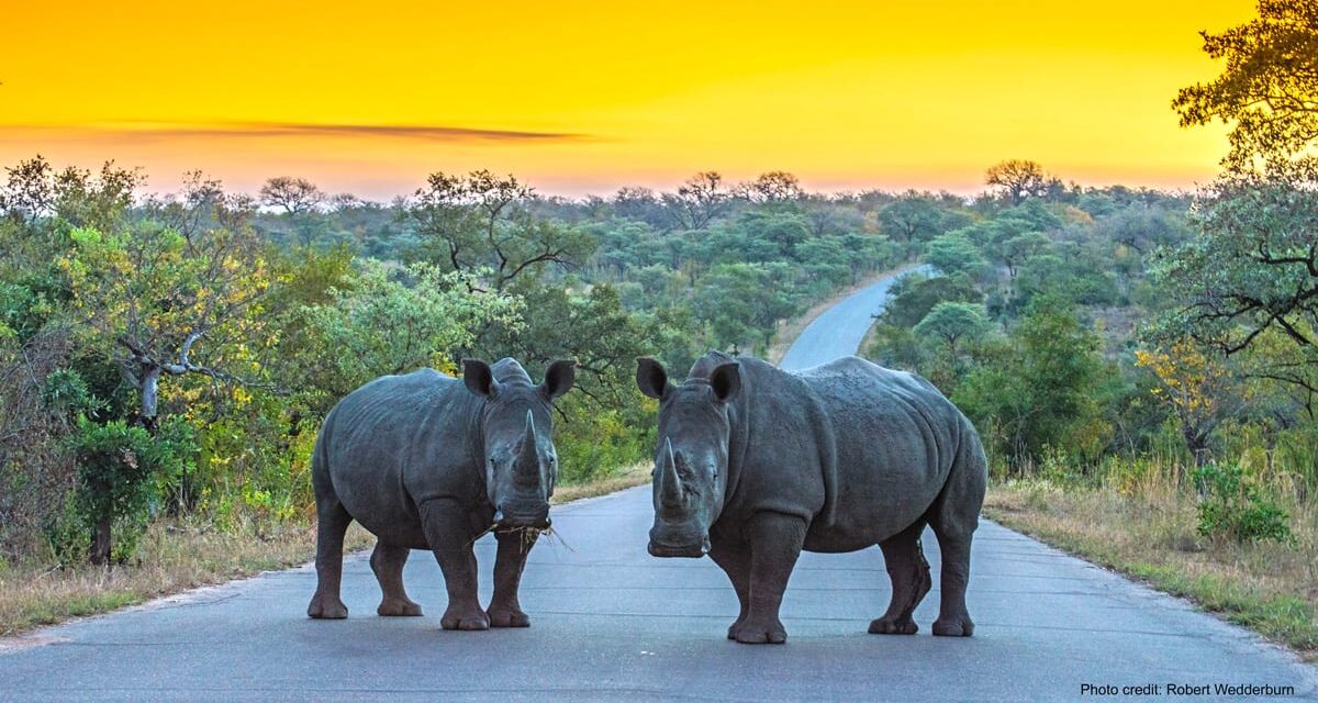 Renosterstropery in Kruger bykans verdubbel in 2025