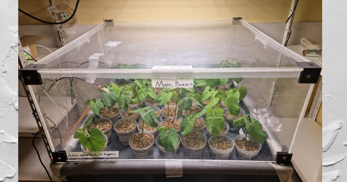 Maangrond is plantbaar!