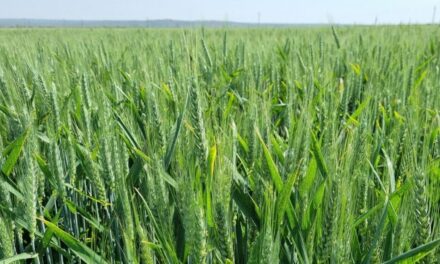 Koringaanplantings kan tot laagste vlak in 12 jaar daal