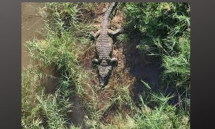 6 Pare “Crocs” in “krok”odil se maag gevind