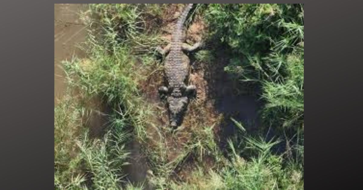 6 Pare “Crocs” in “krok”odil se maag gevind