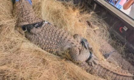 Troetel-Nylkrokodille gered uit aanhouding in Springs