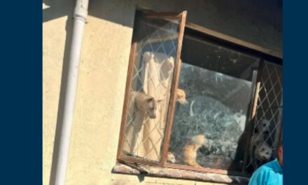 68 honde op woonerf aangetref