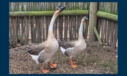 Hier kraai die gans koning!