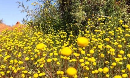 Blomparadys verwag in Wes-Kaap na verwoestende reënval