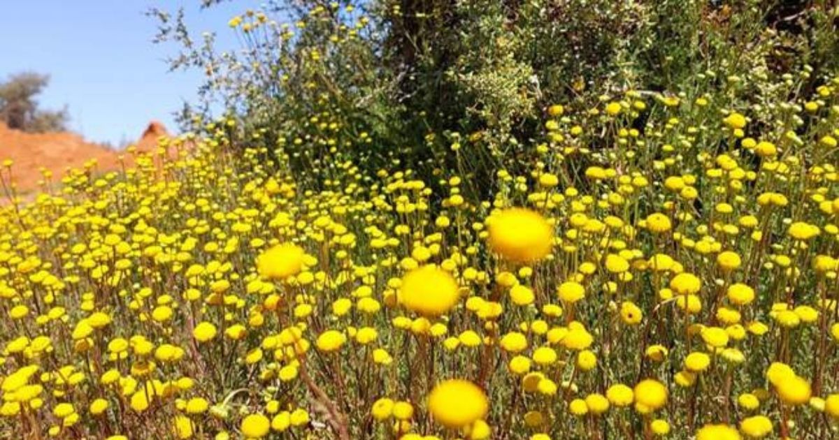 Blomparadys verwag in Wes-Kaap na verwoestende reënval