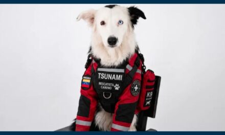 Ontmoet vir Tsunami, die weggooi-hond wat ‘n held geword het