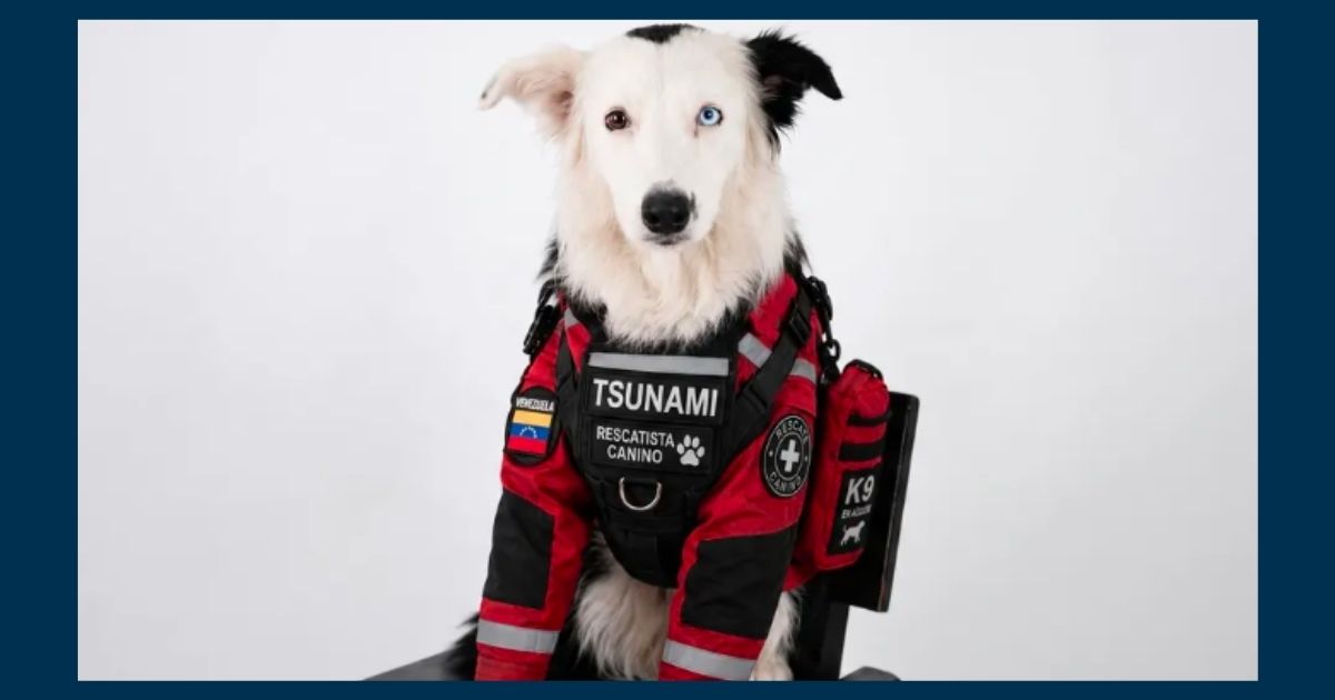 Ontmoet vir Tsunami, die weggooi-hond wat ‘n held geword het