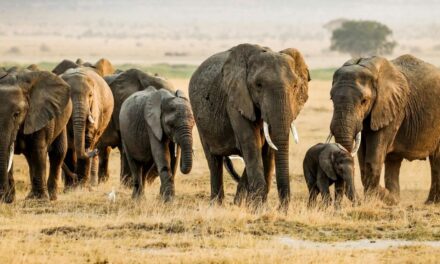 Oorsaak van 15 olifantvrektes in Kenia bly ‘n raaisel