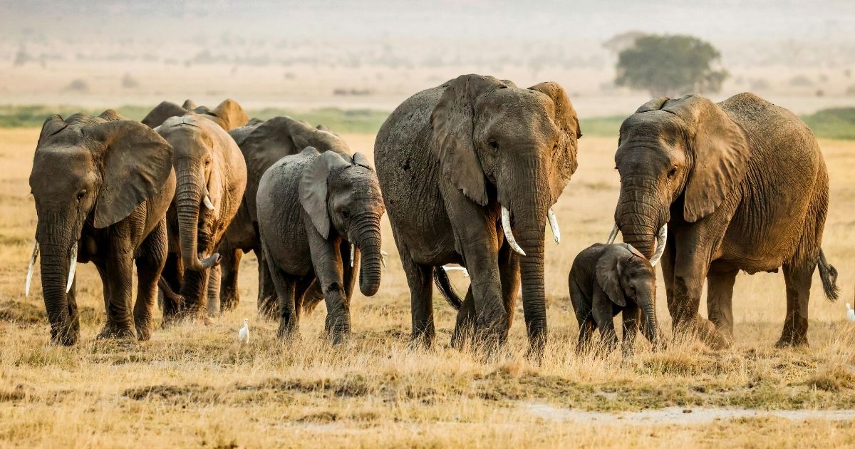 Oorsaak van 15 olifantvrektes in Kenia bly ‘n raaisel