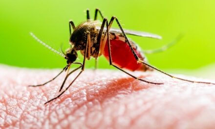 Klimaatsverandering verhoog malaria-risiko in dele van Suid-Afrika