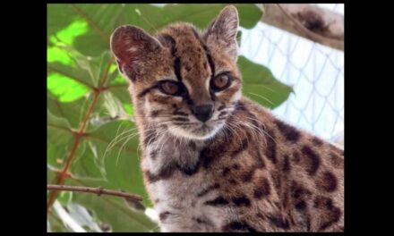 Nuwe wildekat-spesie in Bolivia ontdek