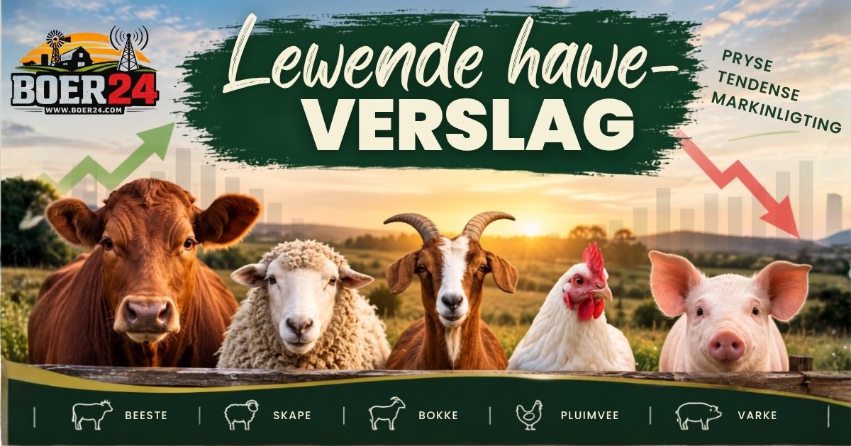 Lewende hawe-verslag 10 Oktober 2026