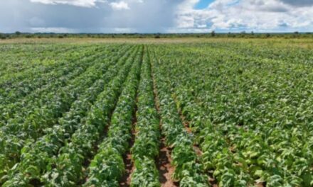 Zimbabwe betaal meer as R8,5 miljard aan voormalige wit boere