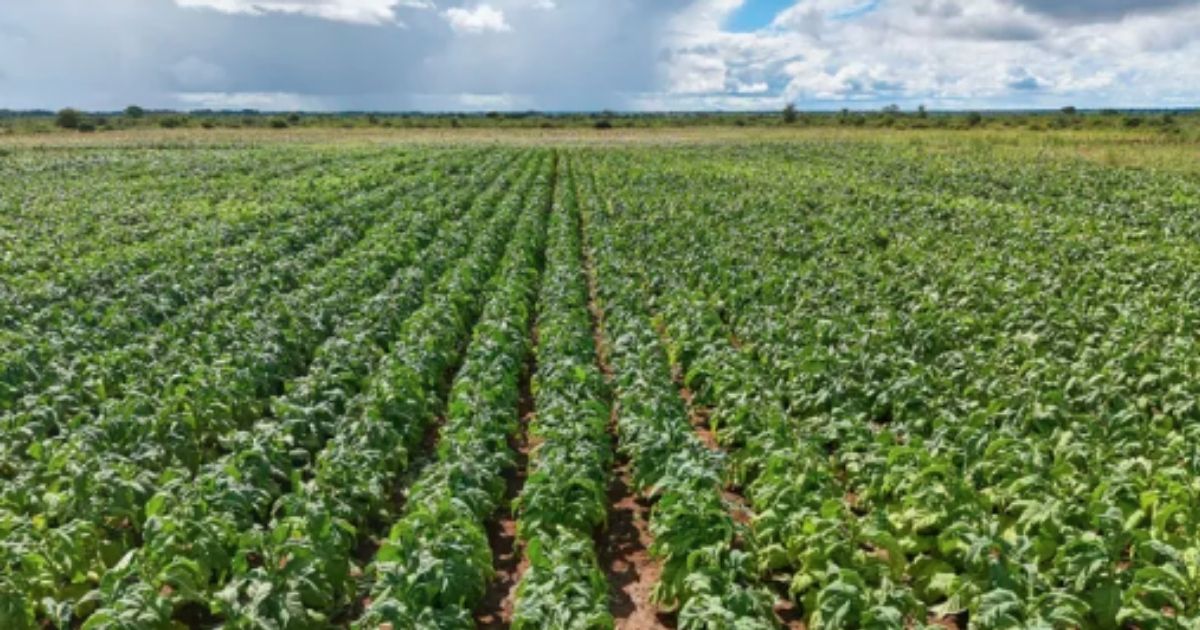 Zimbabwe betaal meer as R8,5 miljard aan voormalige wit boere
