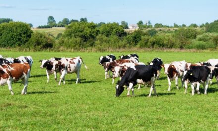 “Dit is ’n bedryfskrisis”: Melkboere kry al minder vir hul rou melk