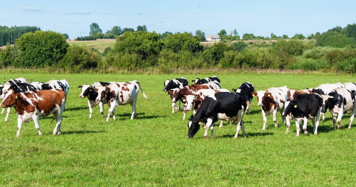 “Dit is ’n bedryfskrisis”: Melkboere kry al minder vir hul rou melk